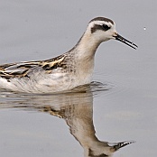 Red-necked Phalarope  "Phalaropus lobatus"